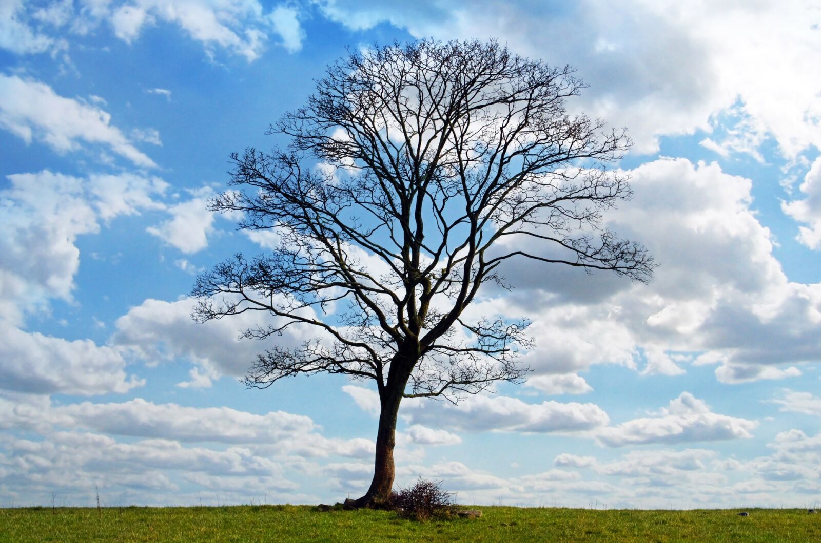 Nikon D5100 sample photo. Autumn, background, blue, branch photography