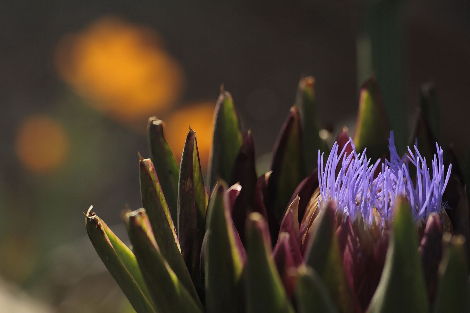 Canon EF 100mm F2.8L Macro IS USM sample photo. Blooming, artichoke, purple photography