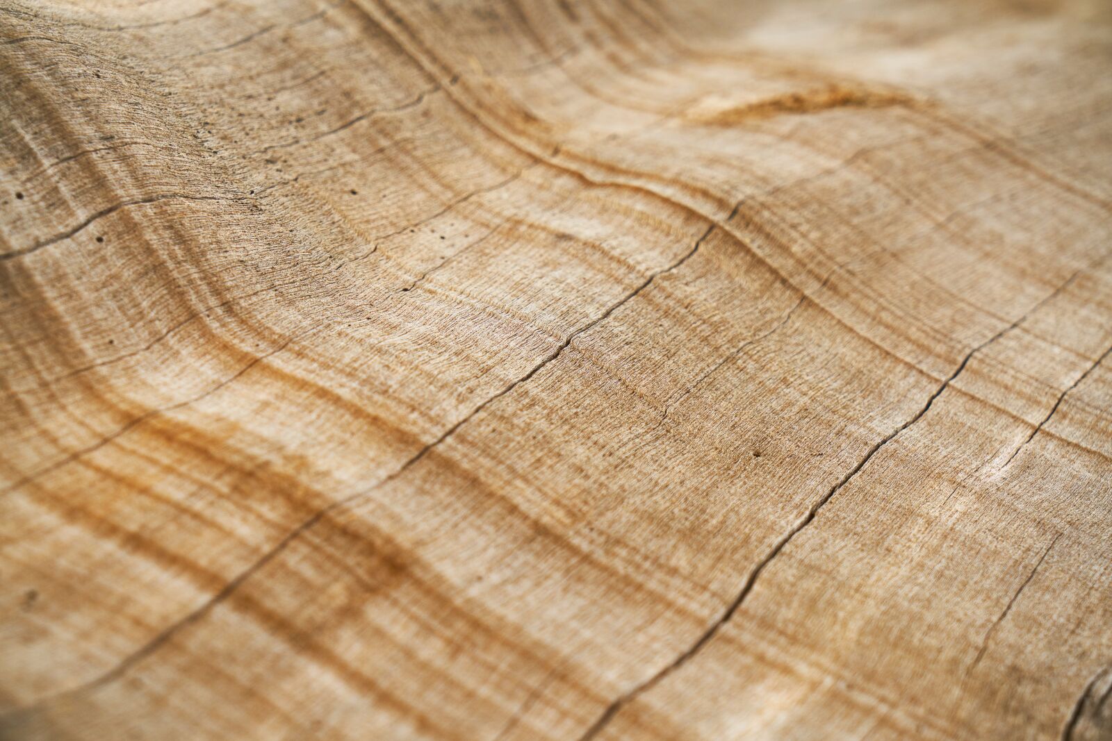 Sony a7R II sample photo. Tree, texture, shell photography