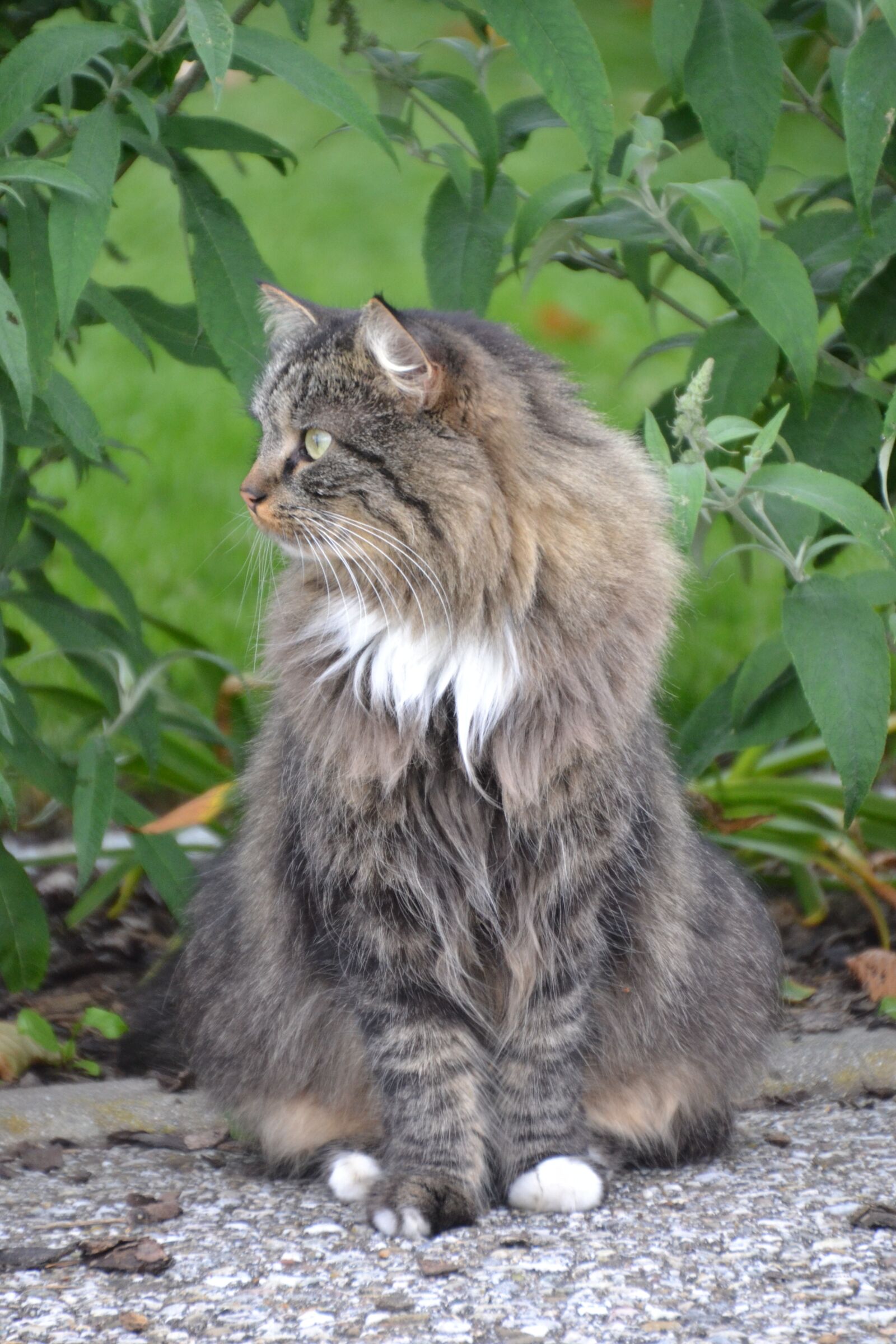 Nikon D3100 sample photo. Cat, animal, pet photography