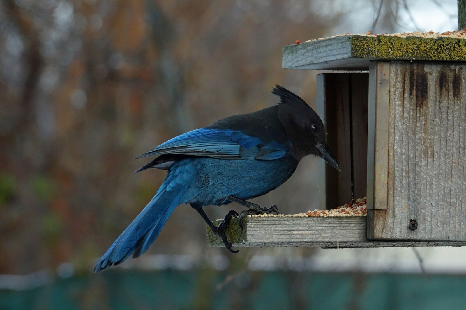 Sony Cyber-shot DSC-RX10 III sample photo. Blue jay, wildlife, bird photography