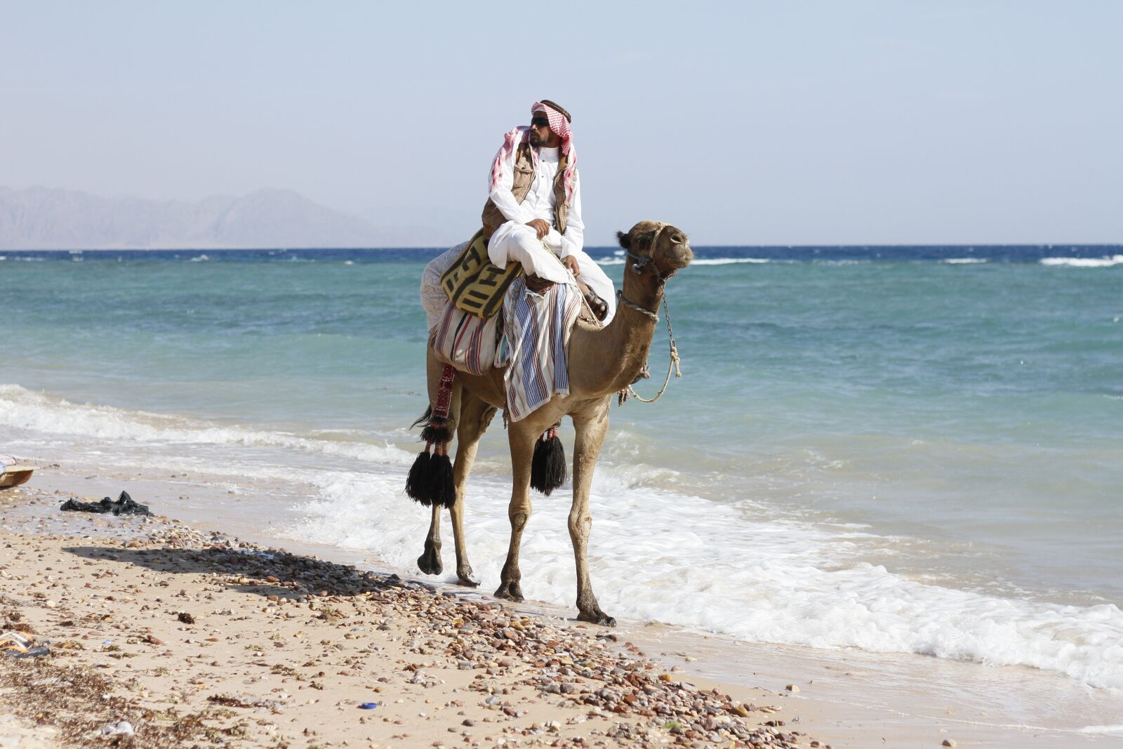 Canon EOS 7D + Canon EF 50mm F1.8 II sample photo. Animal, arabian camel, camel photography
