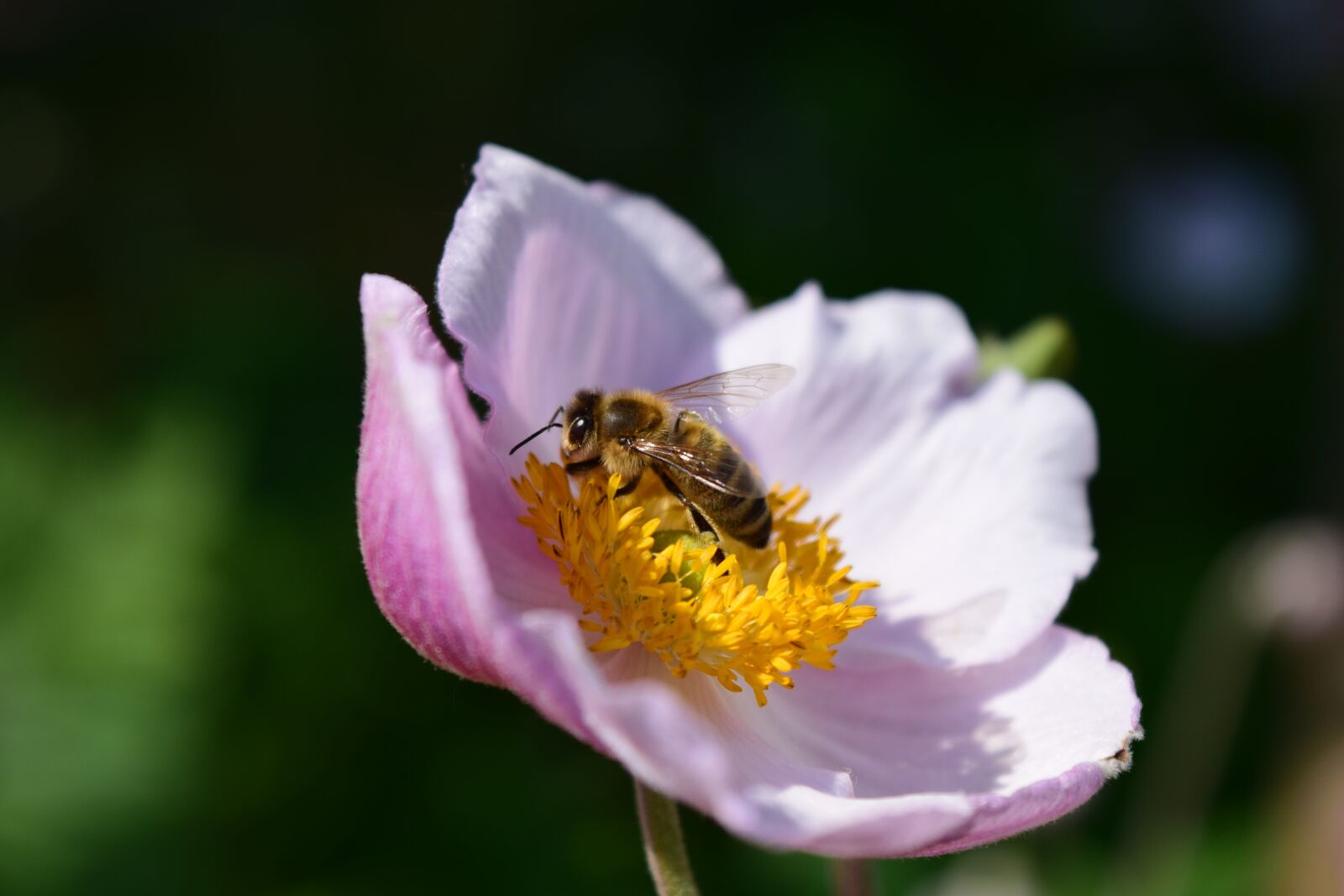 Nikon D3300 sample photo. Anemone, anemone nemorosa, bee photography