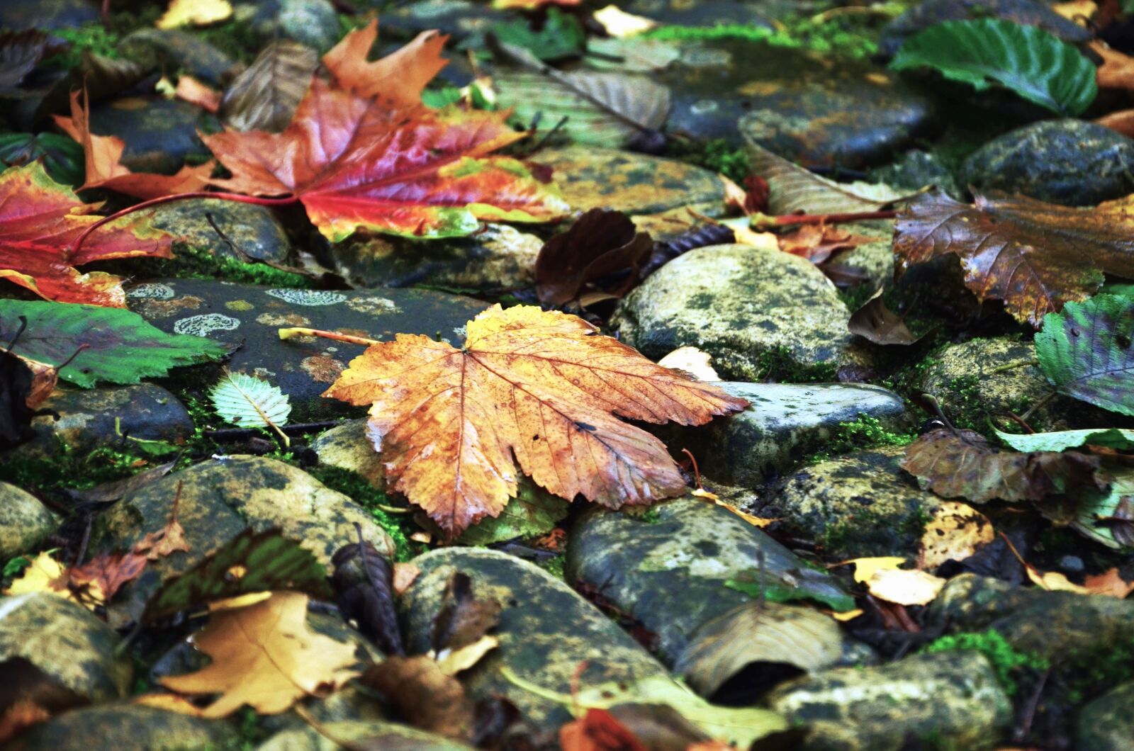 Nikon D5100 sample photo. Leaf, plant, autumn, color photography
