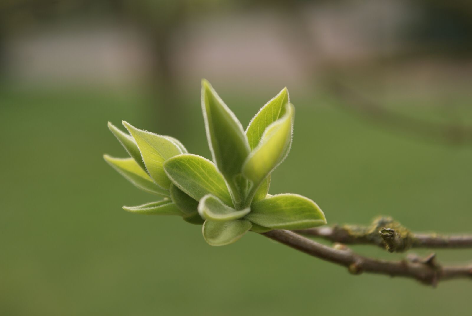 Sony Alpha DSLR-A300 sample photo. Plant, green, nature photography