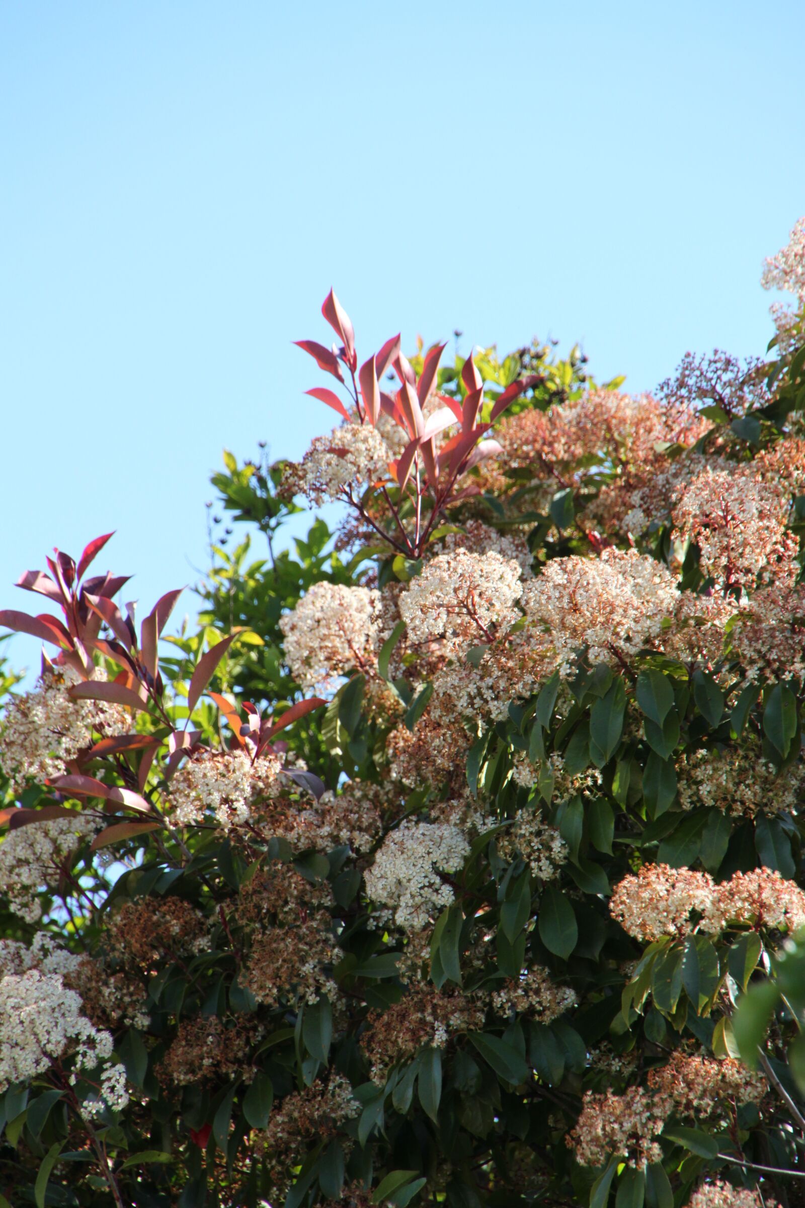 Canon EOS 500D (EOS Rebel T1i / EOS Kiss X3) sample photo. Flower, tree, sky photography