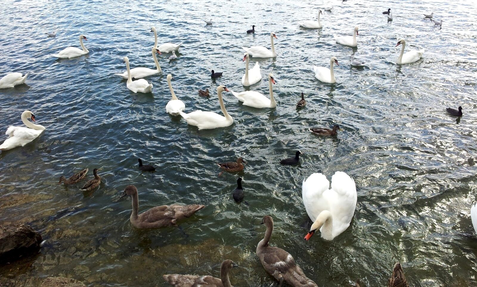 Samsung Galaxy S2 sample photo. Bird, swan, duck photography