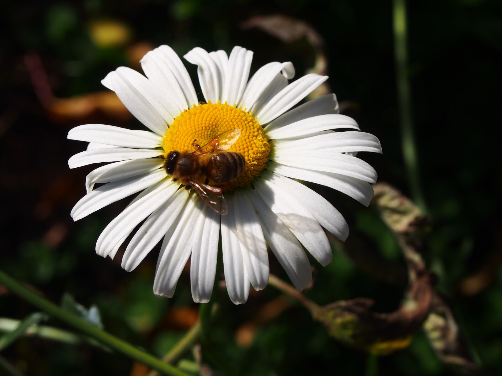 Olympus M.Zuiko Digital 14-42mm F3.5-5.6 II R sample photo. Marguerite, bee, blossom photography