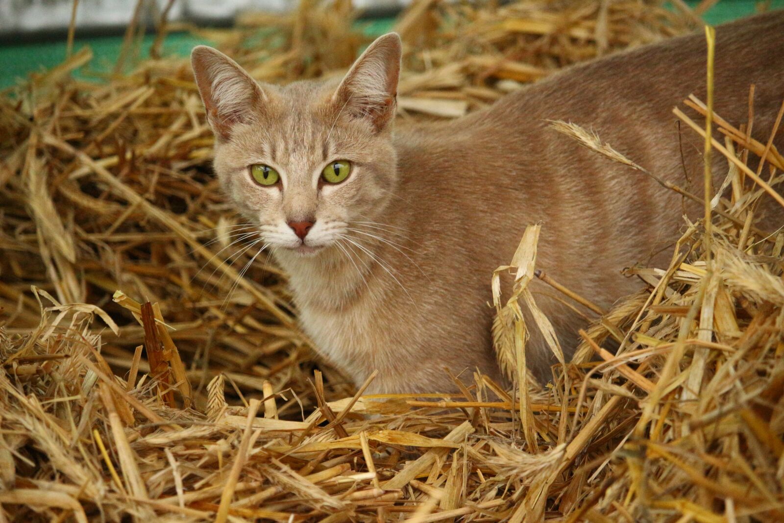 Canon EOS 100D (EOS Rebel SL1 / EOS Kiss X7) sample photo. Cat, kitten, breed cat photography