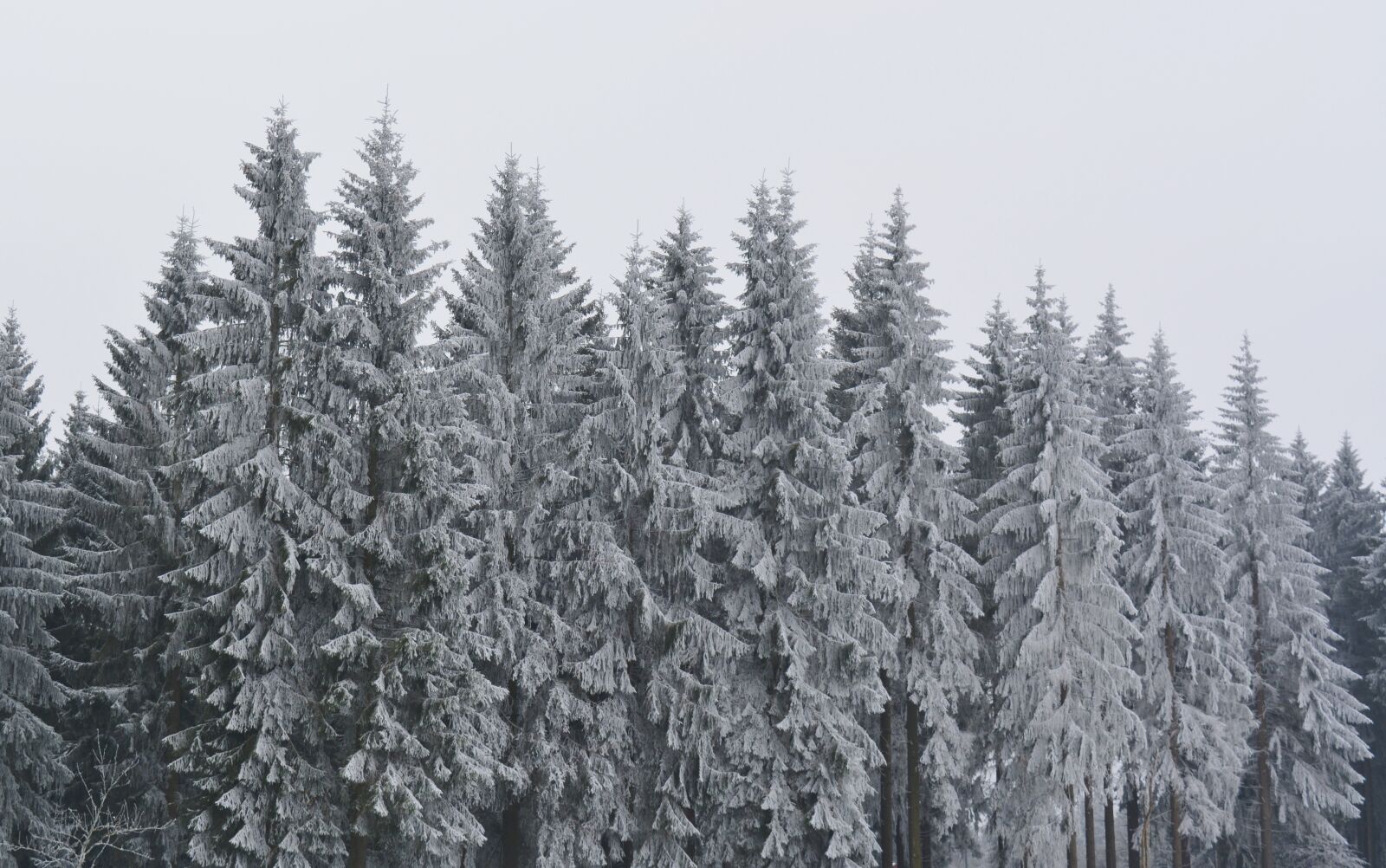 Nikon D5200 sample photo. Winter, cold, nature photography