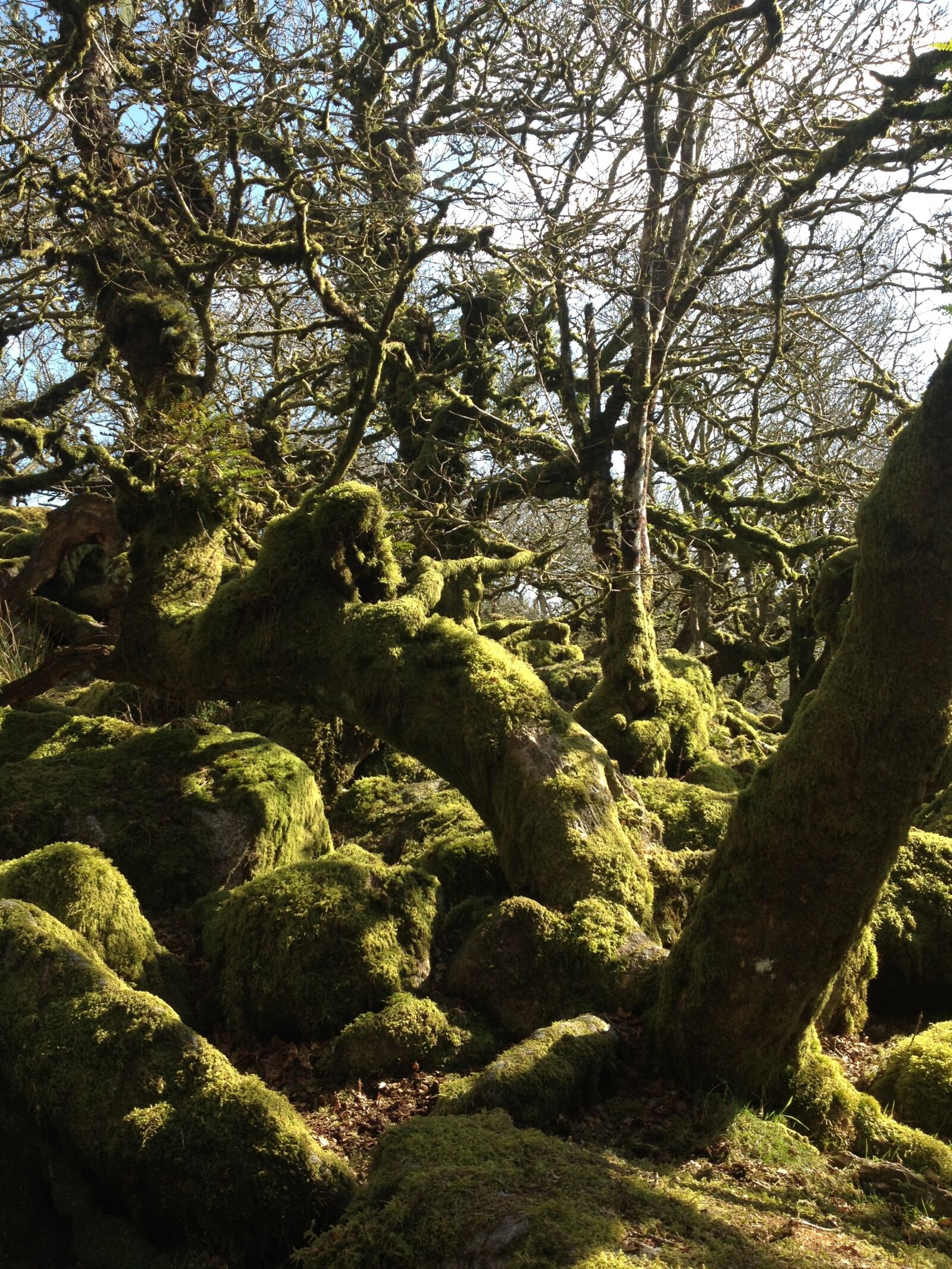Apple iPhone 4S sample photo. Wistman woods, old oaks photography