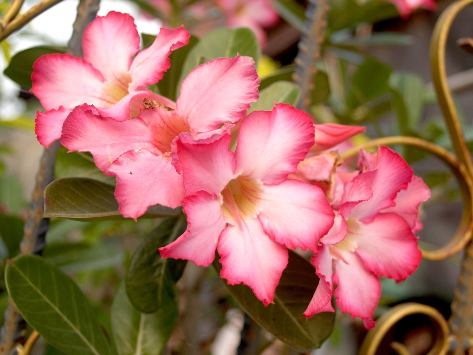 Olympus E-300 (EVOLT E-300) sample photo. Azalea, outdoor, wallpaper photography