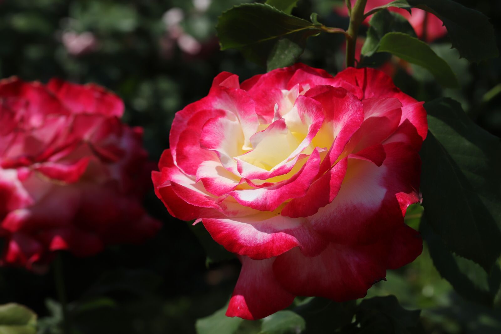 Canon EOS 6D Mark II sample photo. Rose, roses flowers, flowers photography