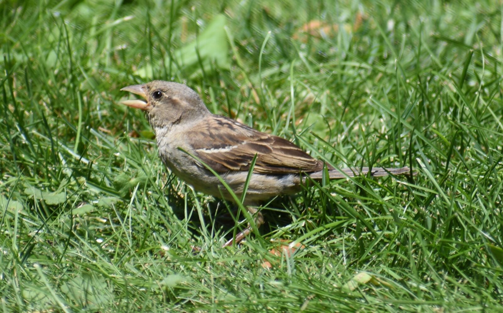 Nikon D5500 sample photo. Sparrow, brown sparrow, bird photography