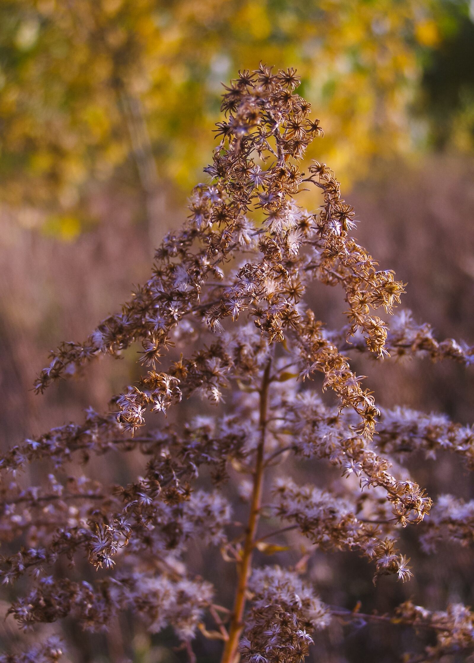 Olympus SP500UZ sample photo. Autumn, solidago canadensis, dry photography