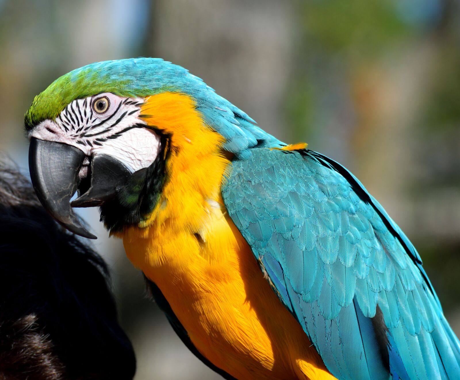 Nikon D3300 sample photo. Macaw, parrot, bird photography
