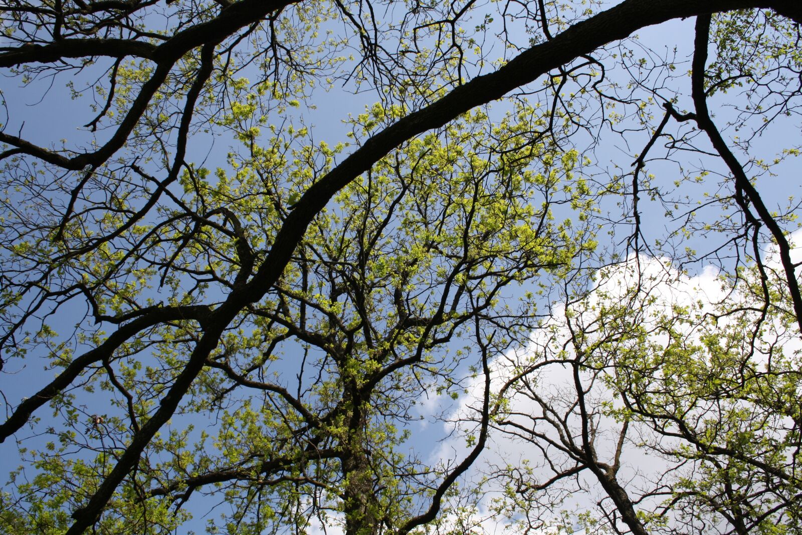 Canon EOS 1000D (EOS Digital Rebel XS / EOS Kiss F) sample photo. Tree, branches, nature photography