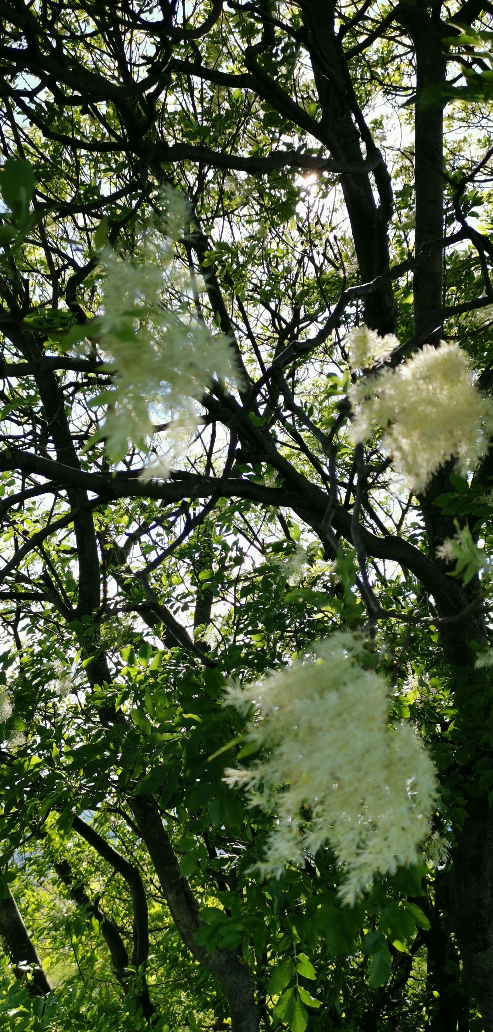HUAWEI LYA-L29 sample photo. Flower, nature, plant photography