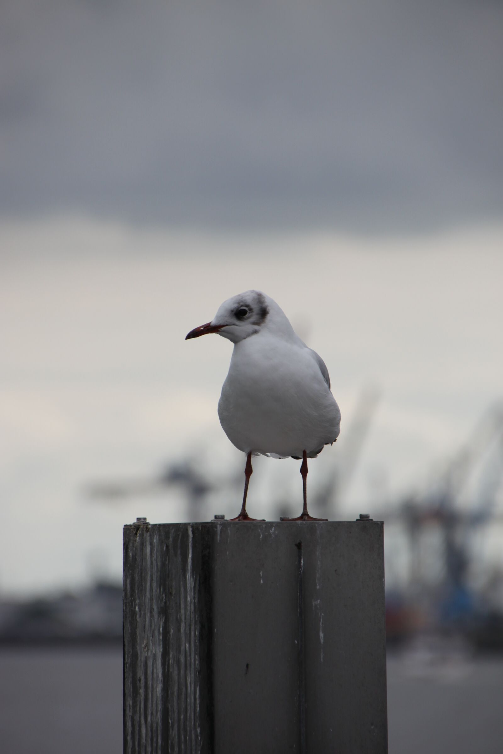 Canon EOS 500D (EOS Rebel T1i / EOS Kiss X3) sample photo. Seagull, hamburg, port photography