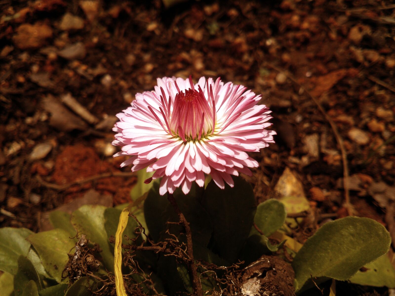 Sony Xperia P sample photo. Beautiful flowers, flowers, garden photography