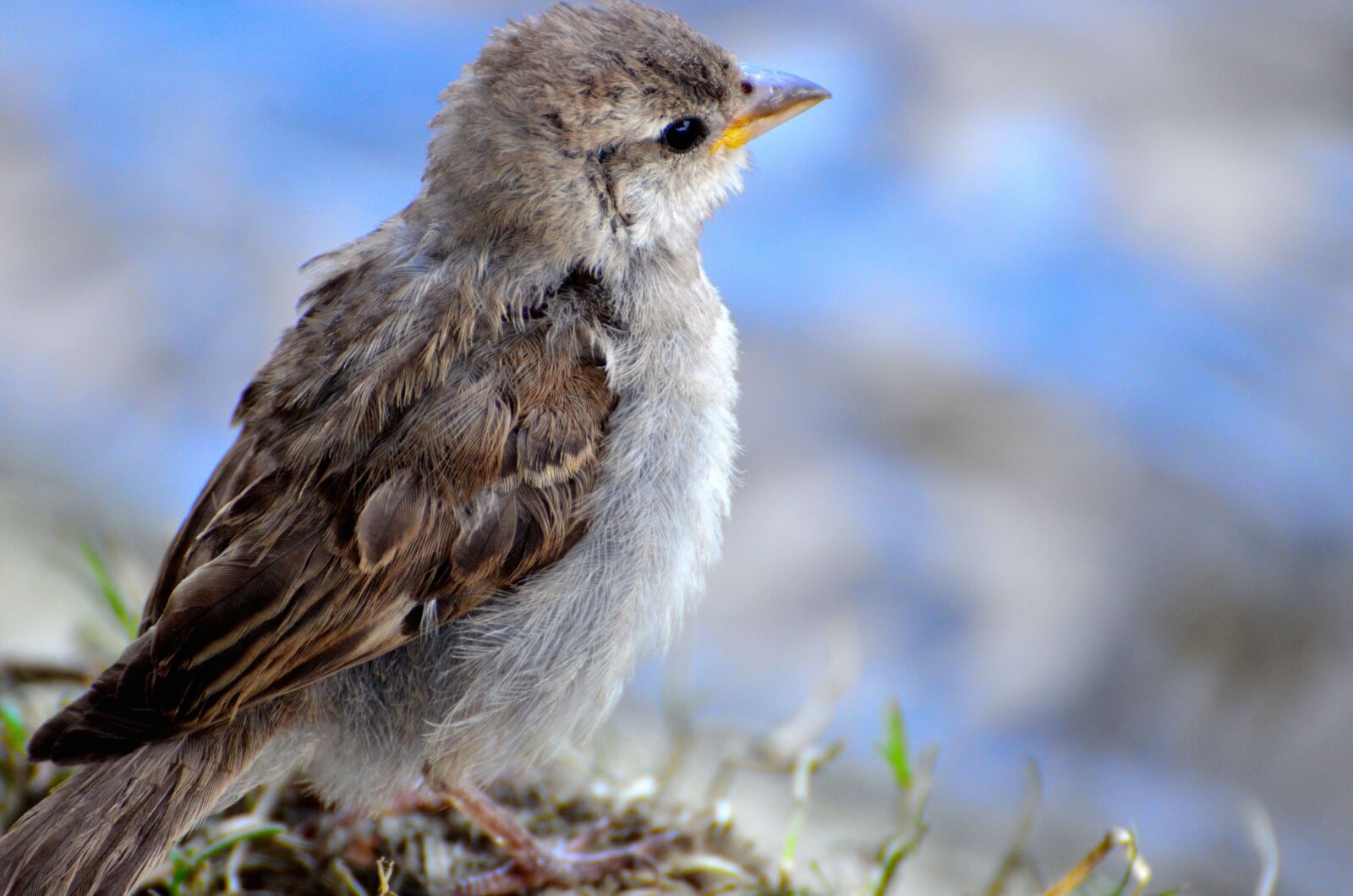 Nikon D7000 sample photo. Animal, sparrow, bokeh photography