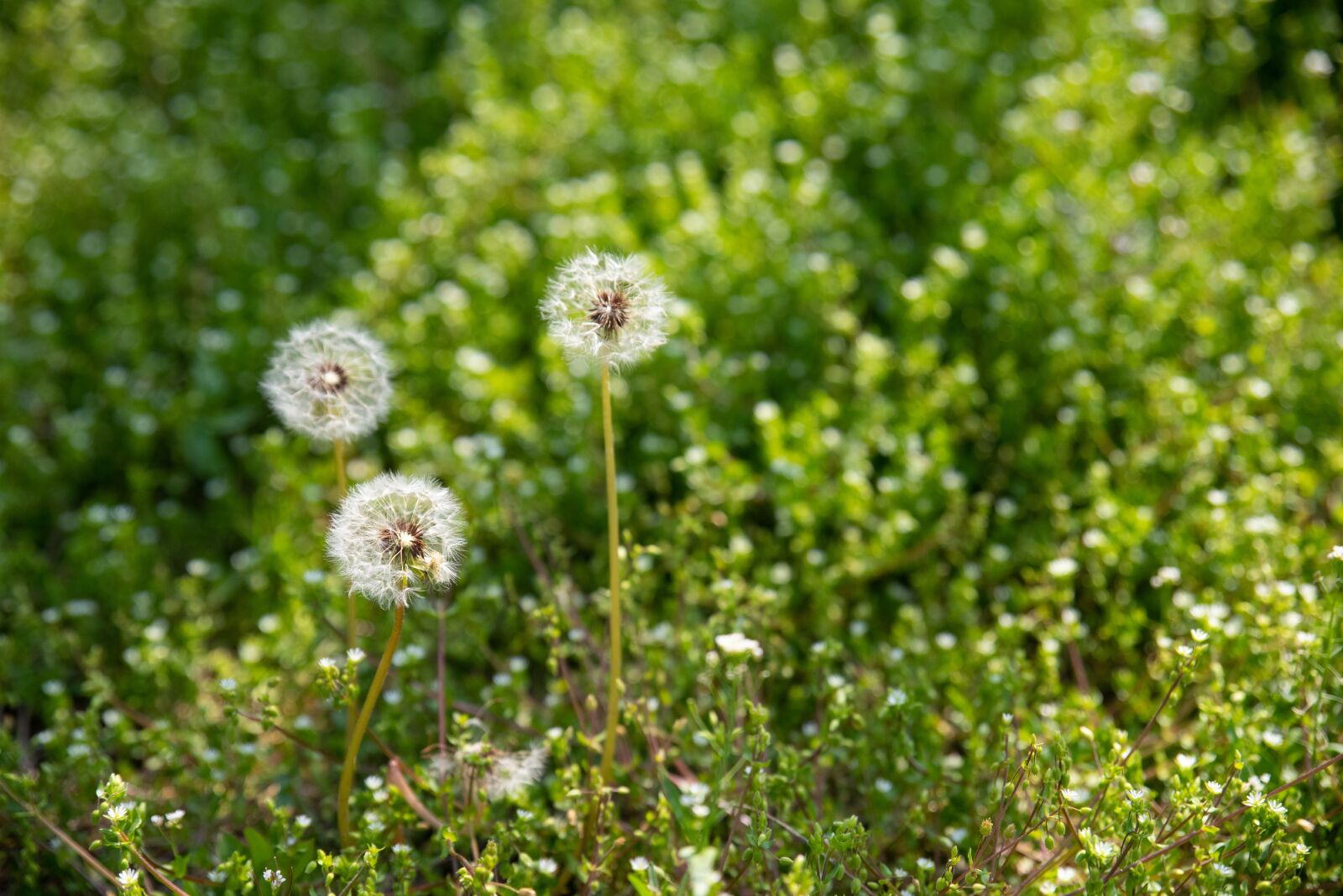 Tamron SP 24-70mm F2.8 Di VC USD sample photo. Dandelion, mr hall, nature photography