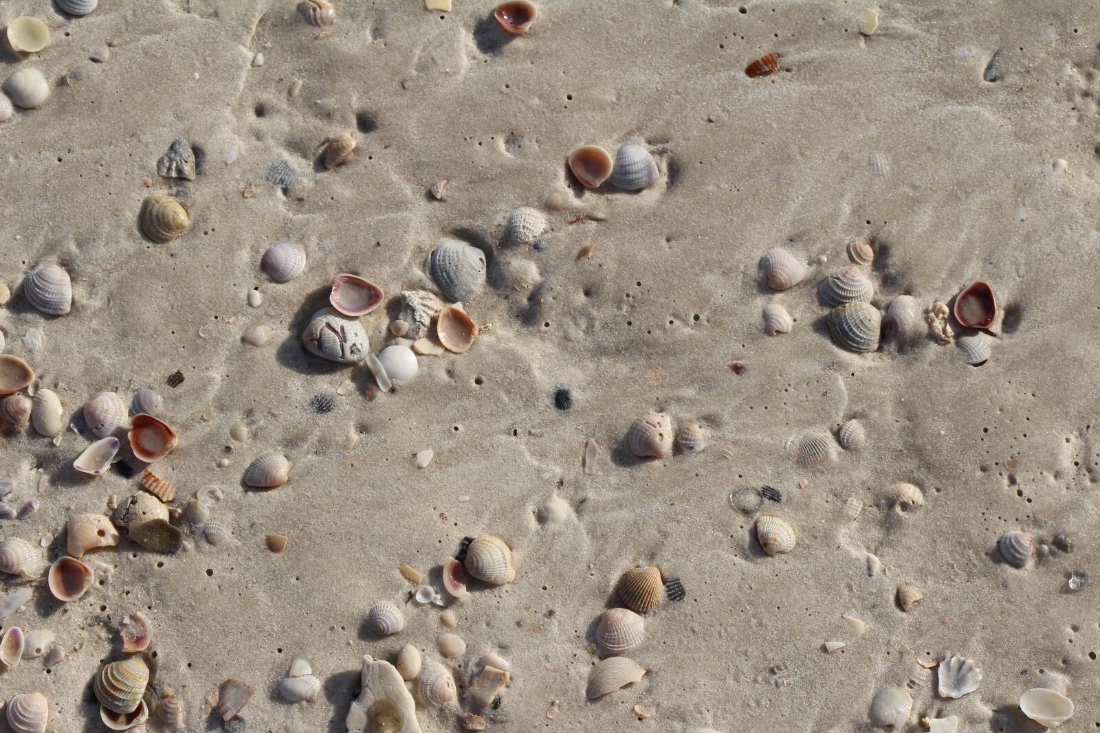 Canon EOS 650D (EOS Rebel T4i / EOS Kiss X6i) sample photo. Sand, shells, water photography