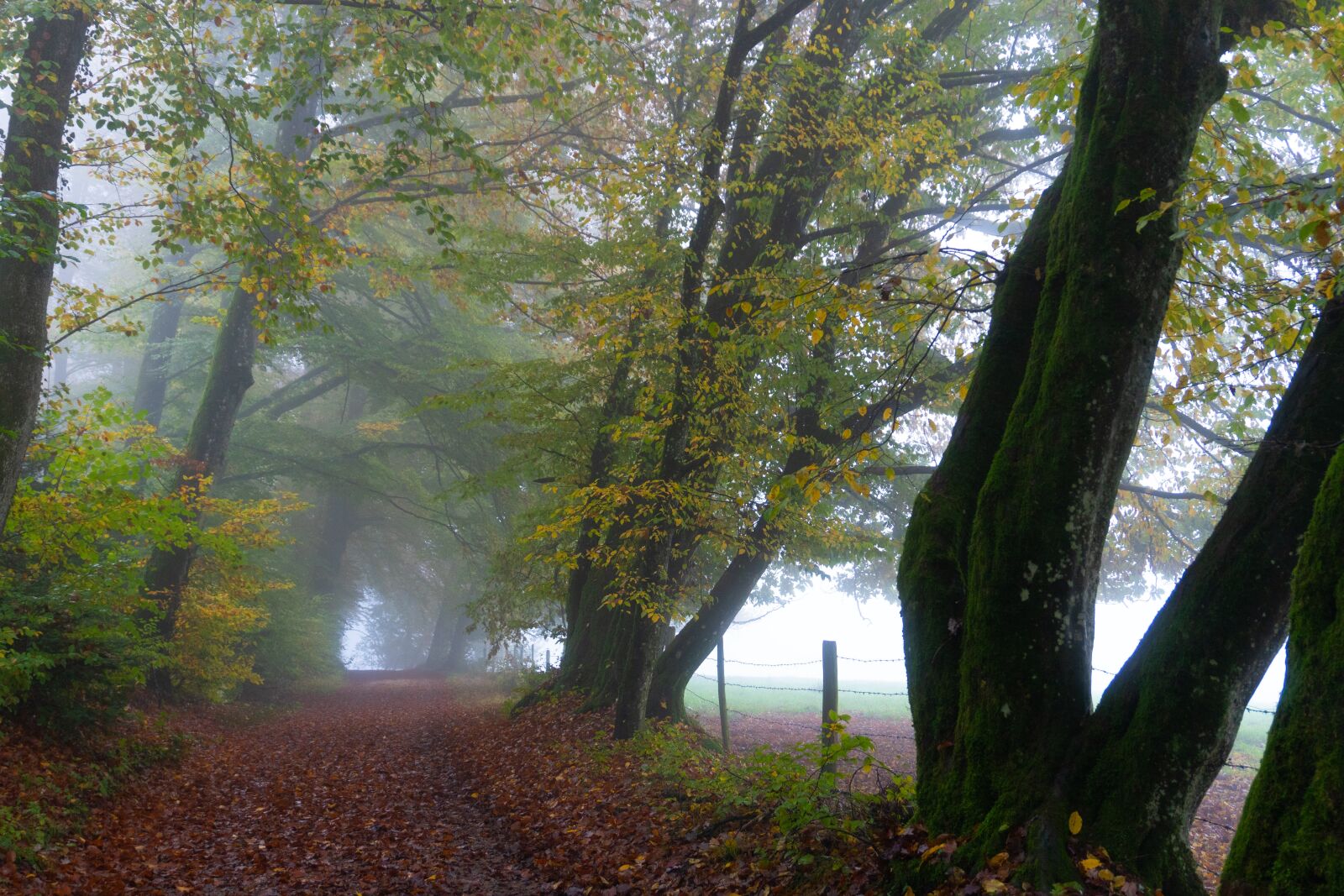 Sony a6500 sample photo. Trees, fog, autumn photography