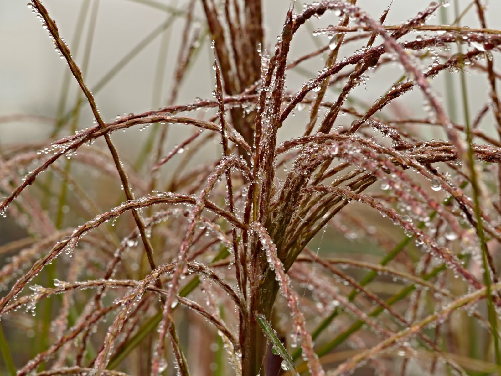 Panasonic Lumix DMC-FZ1000 sample photo. Plant, autumn, drops photography