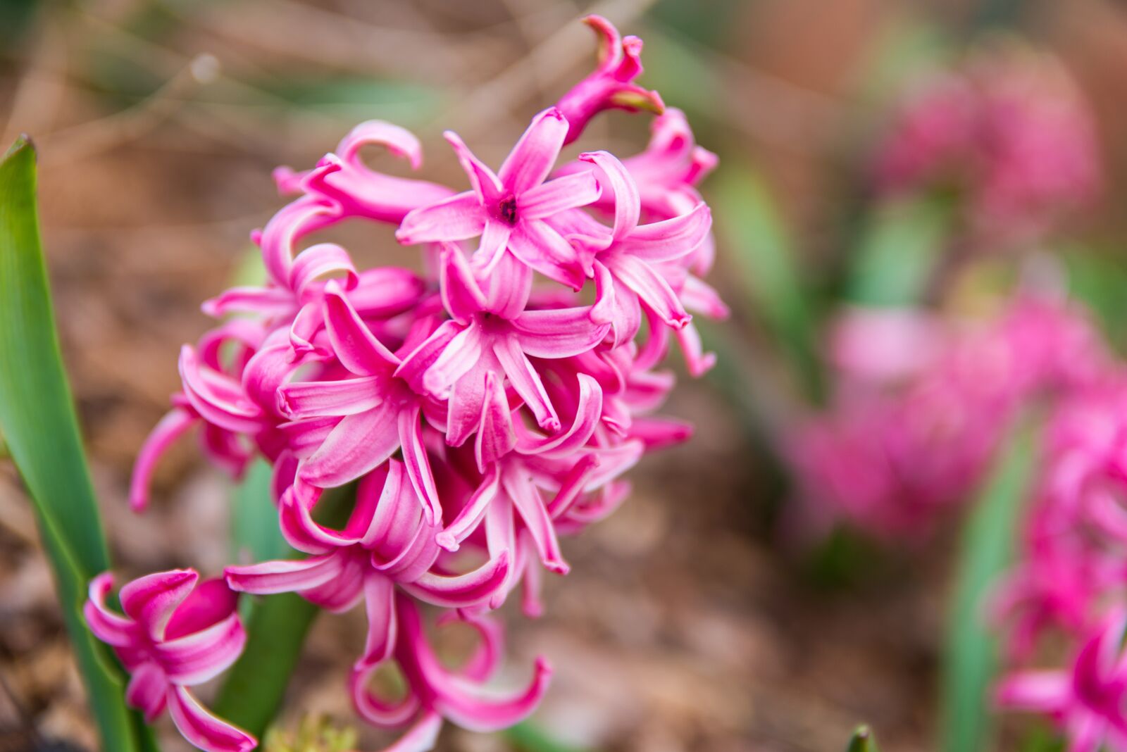 Nikon D610 sample photo. Flower, pink, nature photography