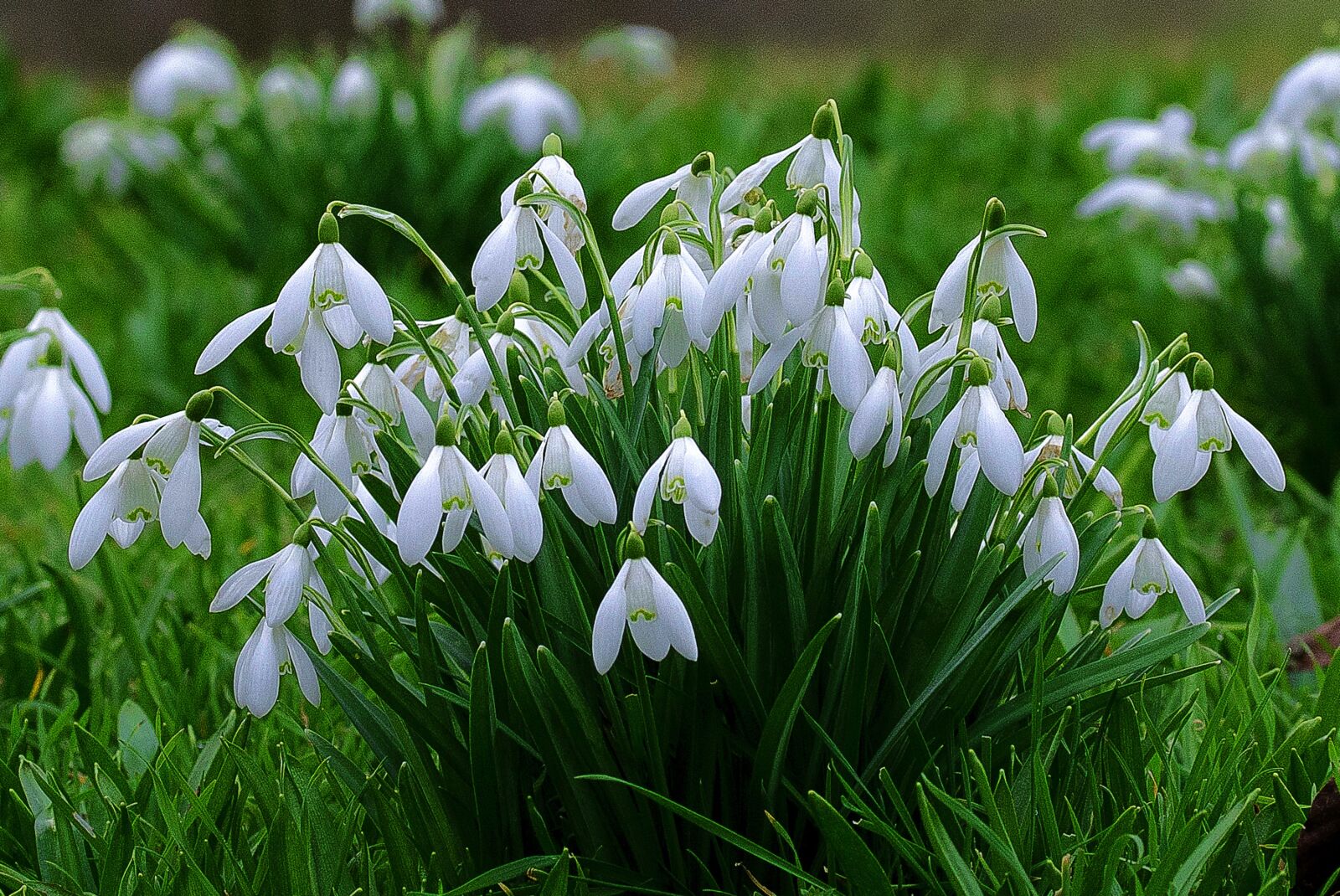 Nikon D7000 sample photo. Flower, dewdrops, nature photography