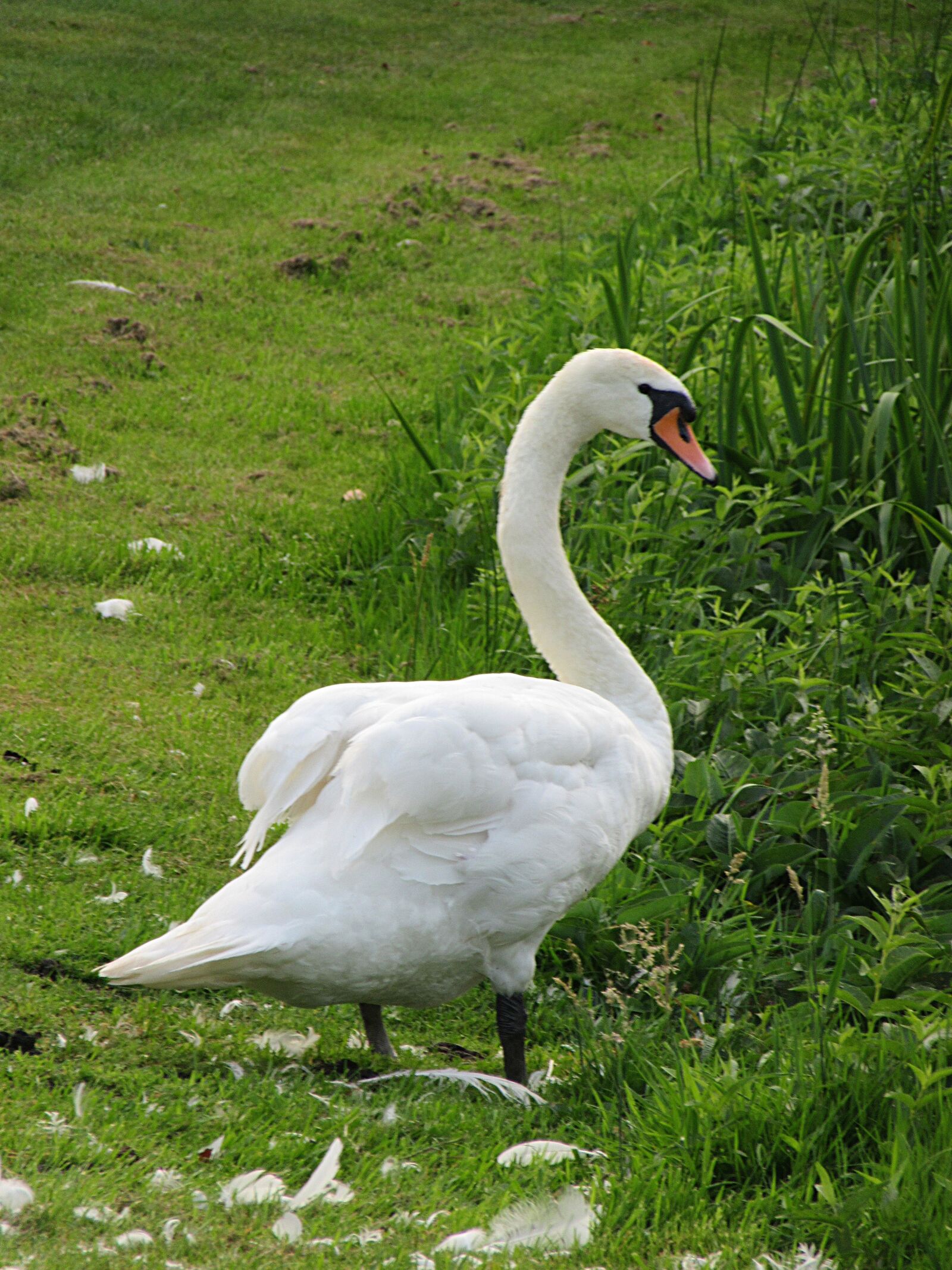 Canon PowerShot SX610 HS sample photo. Swan, mute swan, bird photography