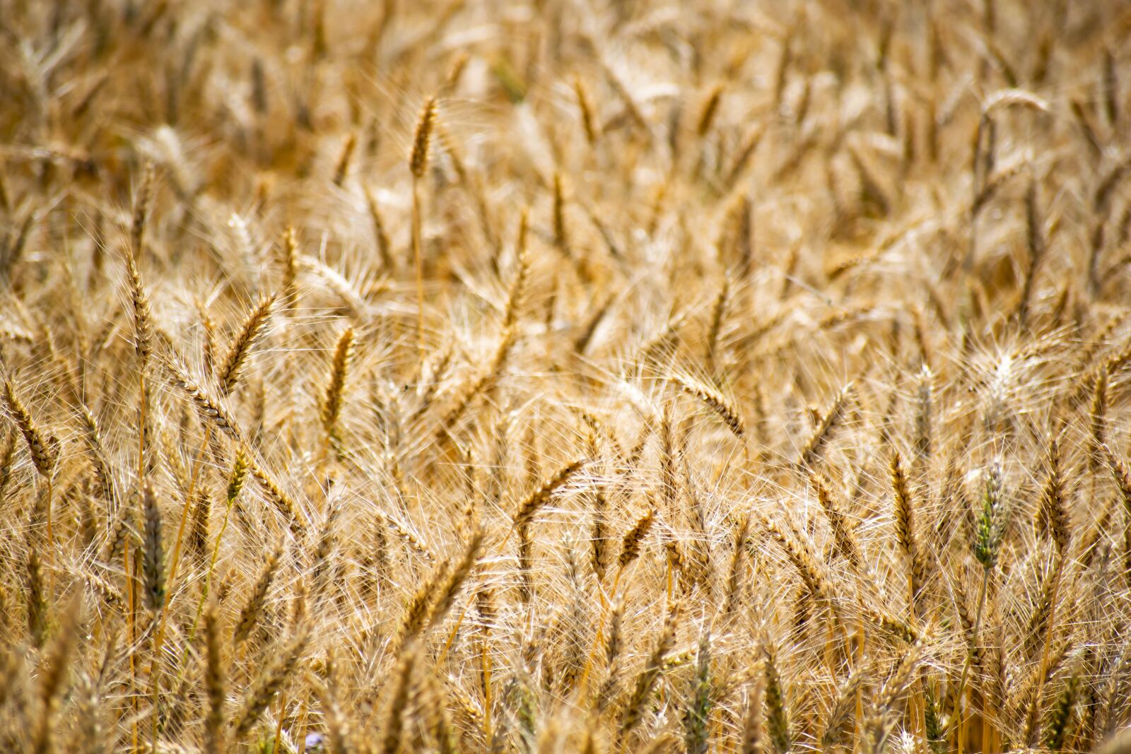 Nikon D3300 sample photo. Wheat field, wheat, field photography