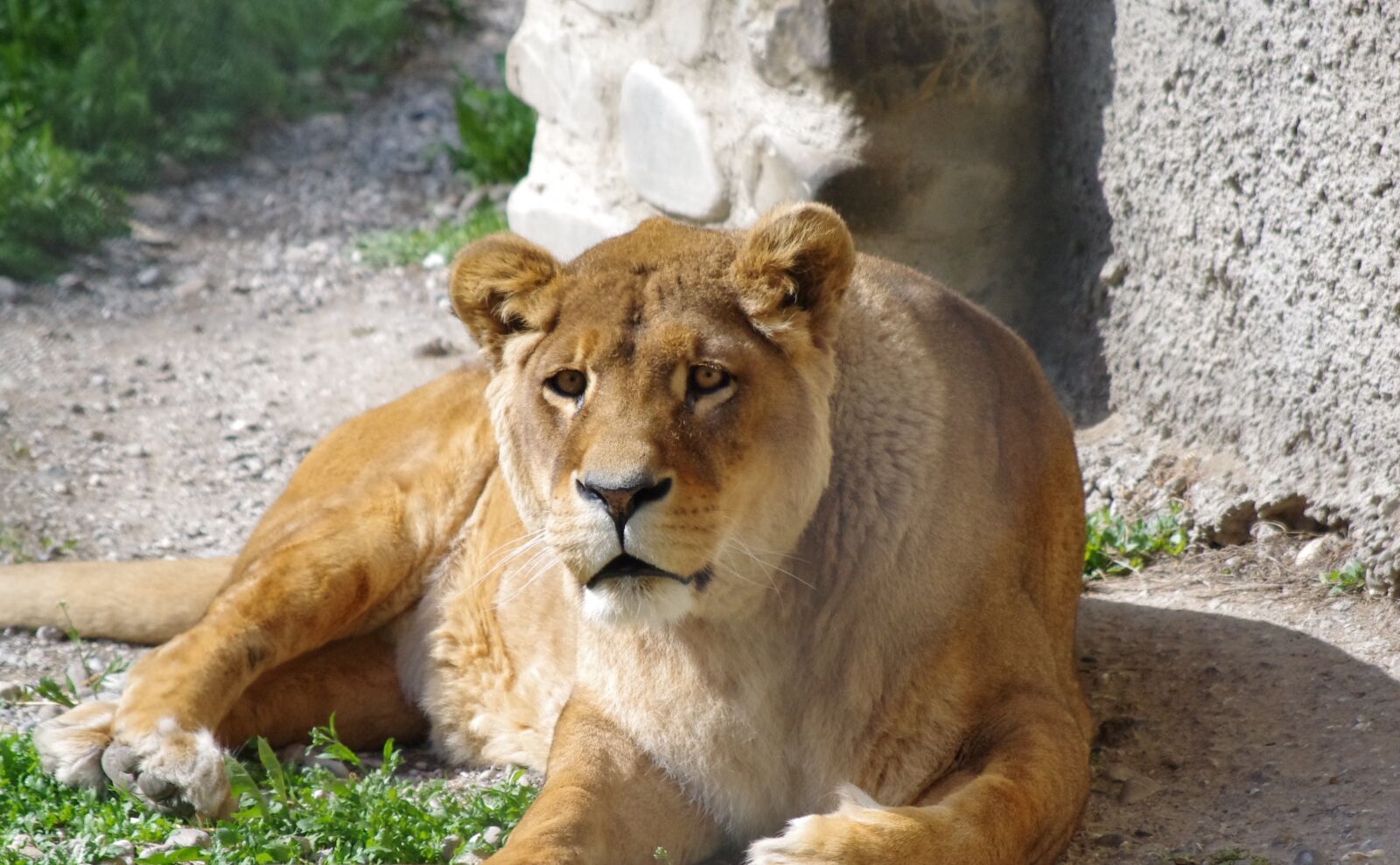 Pentax K-r sample photo. Lioness, animal, zoo photography