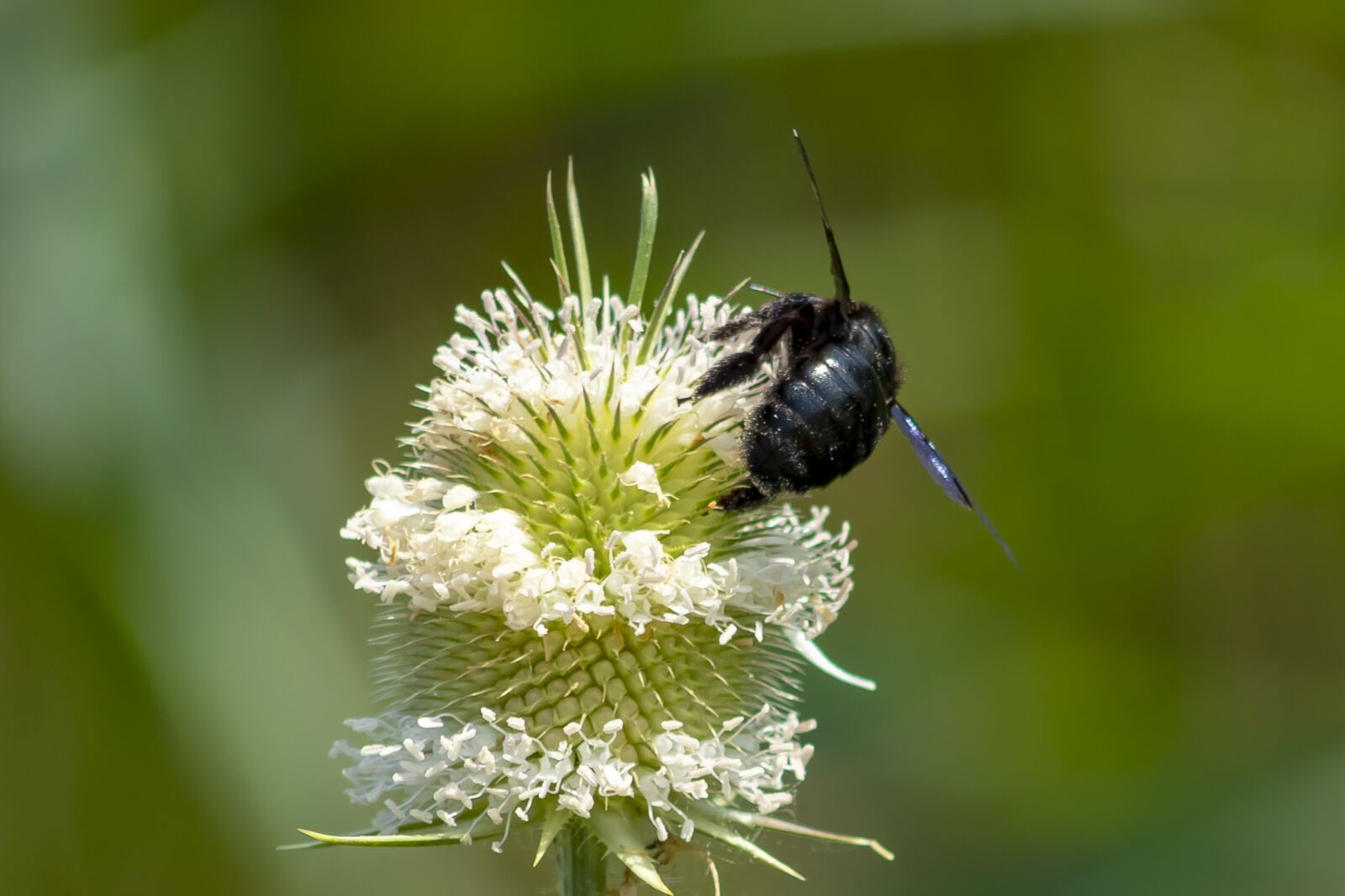 Canon EF75-300mm f/4-5.6 sample photo. Wildflower, stalk, szam rk photography