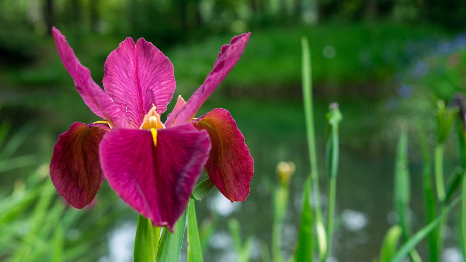 Sony a7 + Sony FE 50mm F1.8 sample photo. Iris, magenta, flower photography
