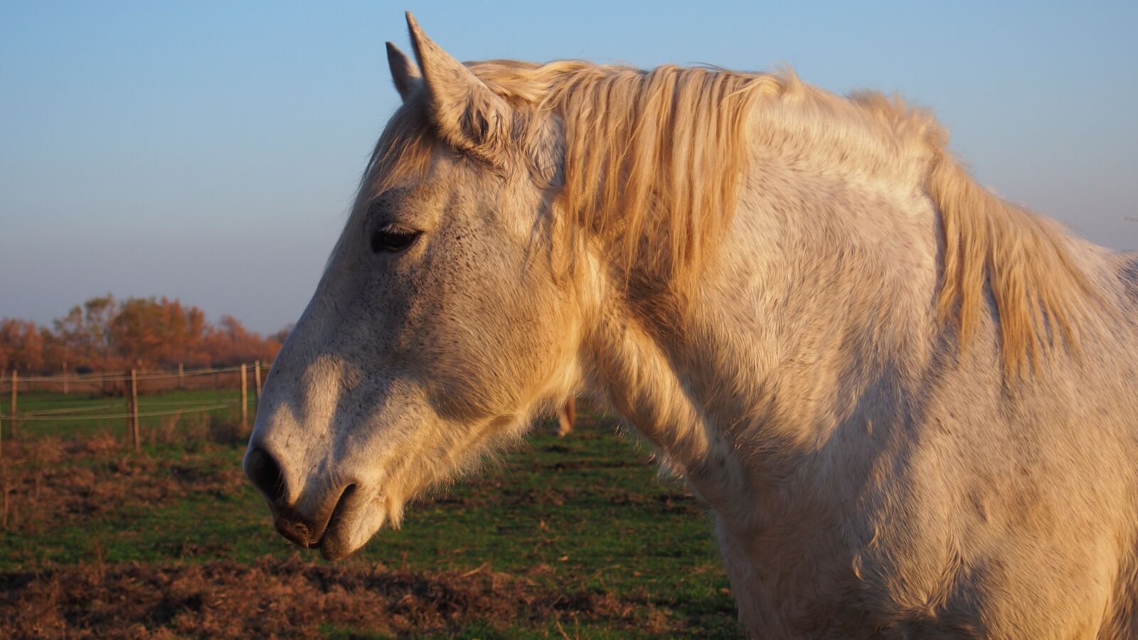 Olympus PEN E-PL6 sample photo. Horse, camargue horse, animals photography