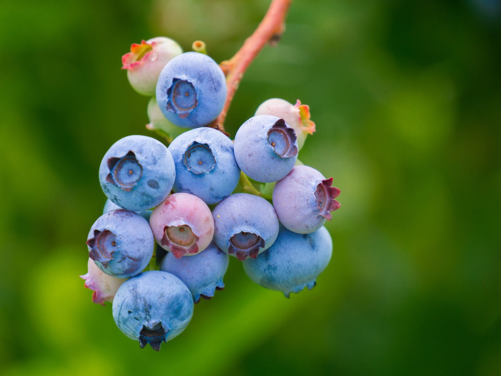 Panasonic DMC-G81 sample photo. Berries, blueberries, fruit photography