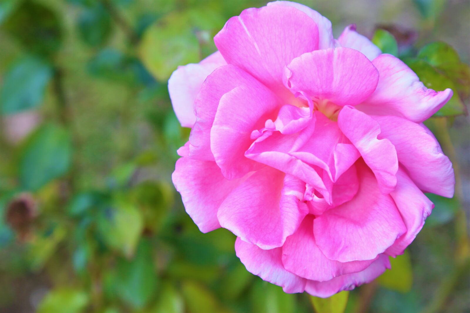 Canon EF 24-105mm F4L IS USM sample photo. Rose, nature, flower photography