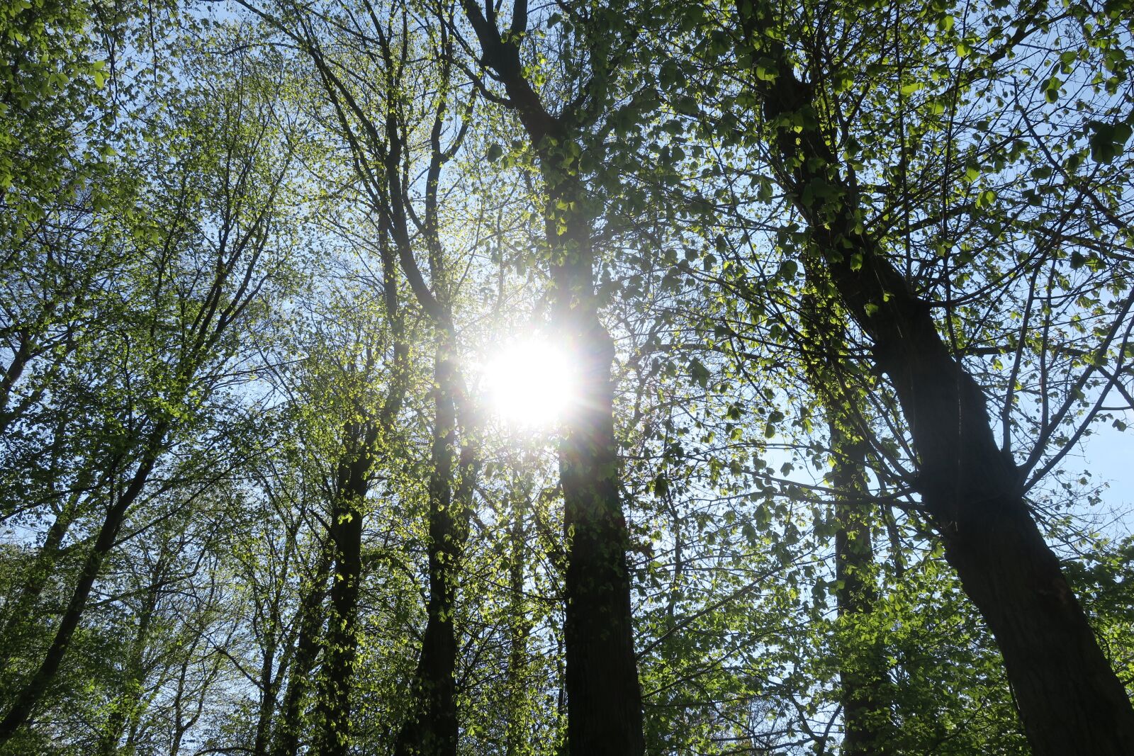Canon PowerShot G9 X sample photo. Sun, forest, sun rays photography