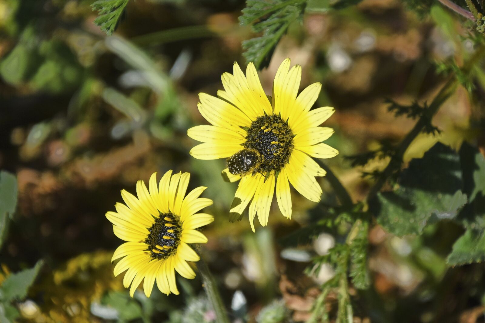 Nikon D7200 sample photo. Flowers, garden, plant photography