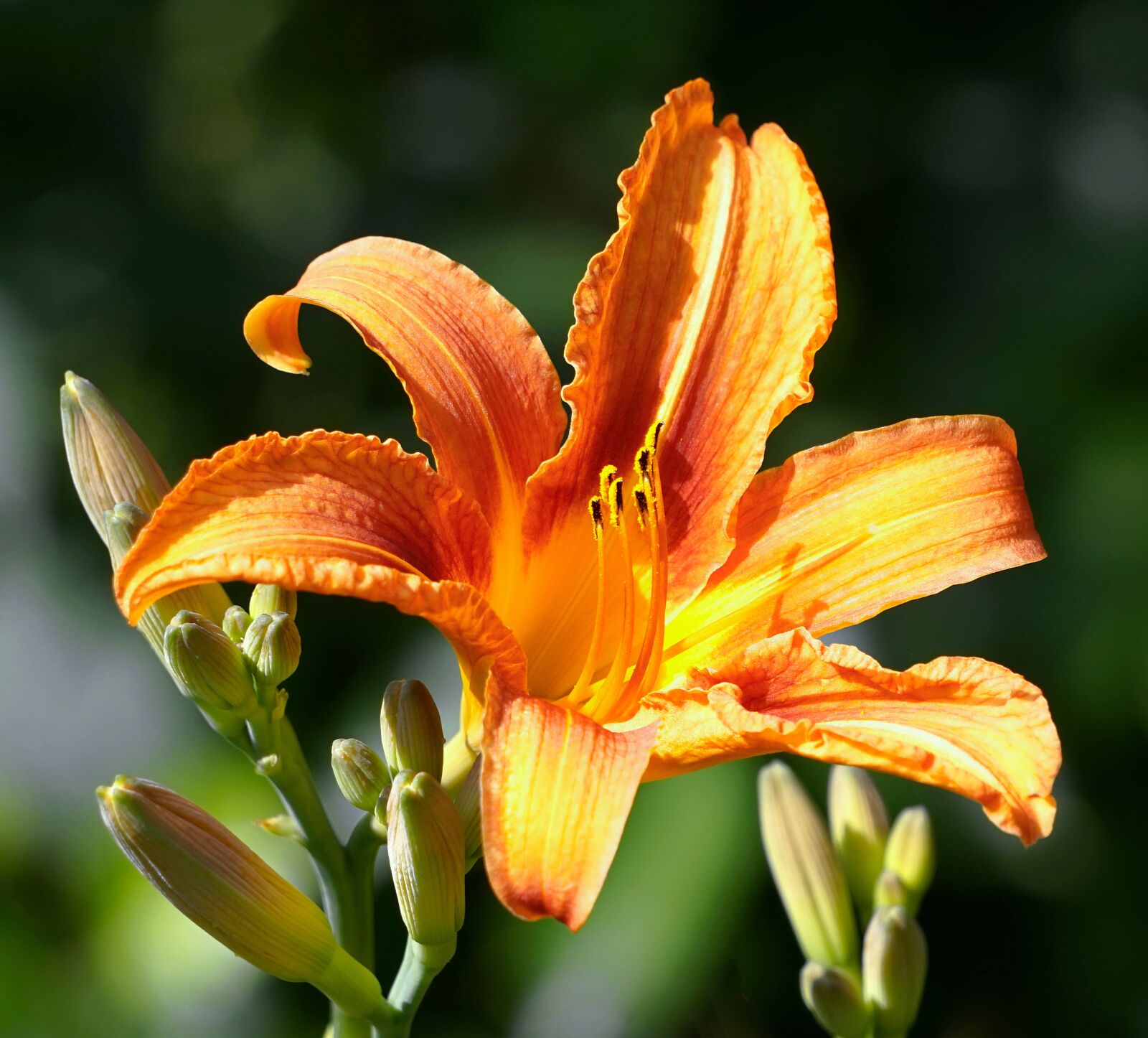 Sony Alpha a5000 (ILCE 5000) + Sony E 55-210mm F4.5-6.3 OSS sample photo. Lily, blossom, bloom photography