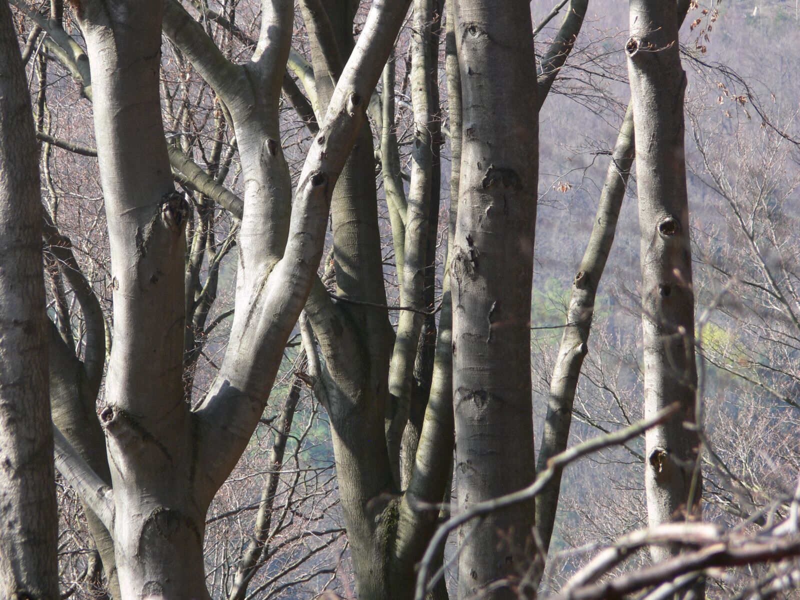 Panasonic DMC-FZ30 sample photo. Beech, tribe, booking master photography