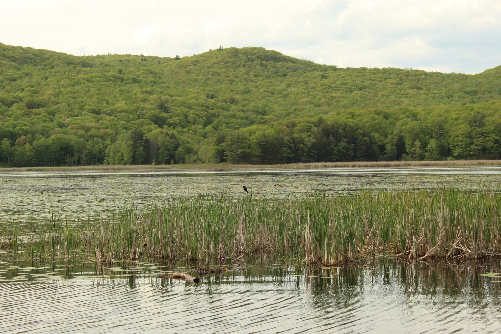 Canon EOS 1300D (EOS Rebel T6 / EOS Kiss X80) sample photo. Water, mountain, sky photography