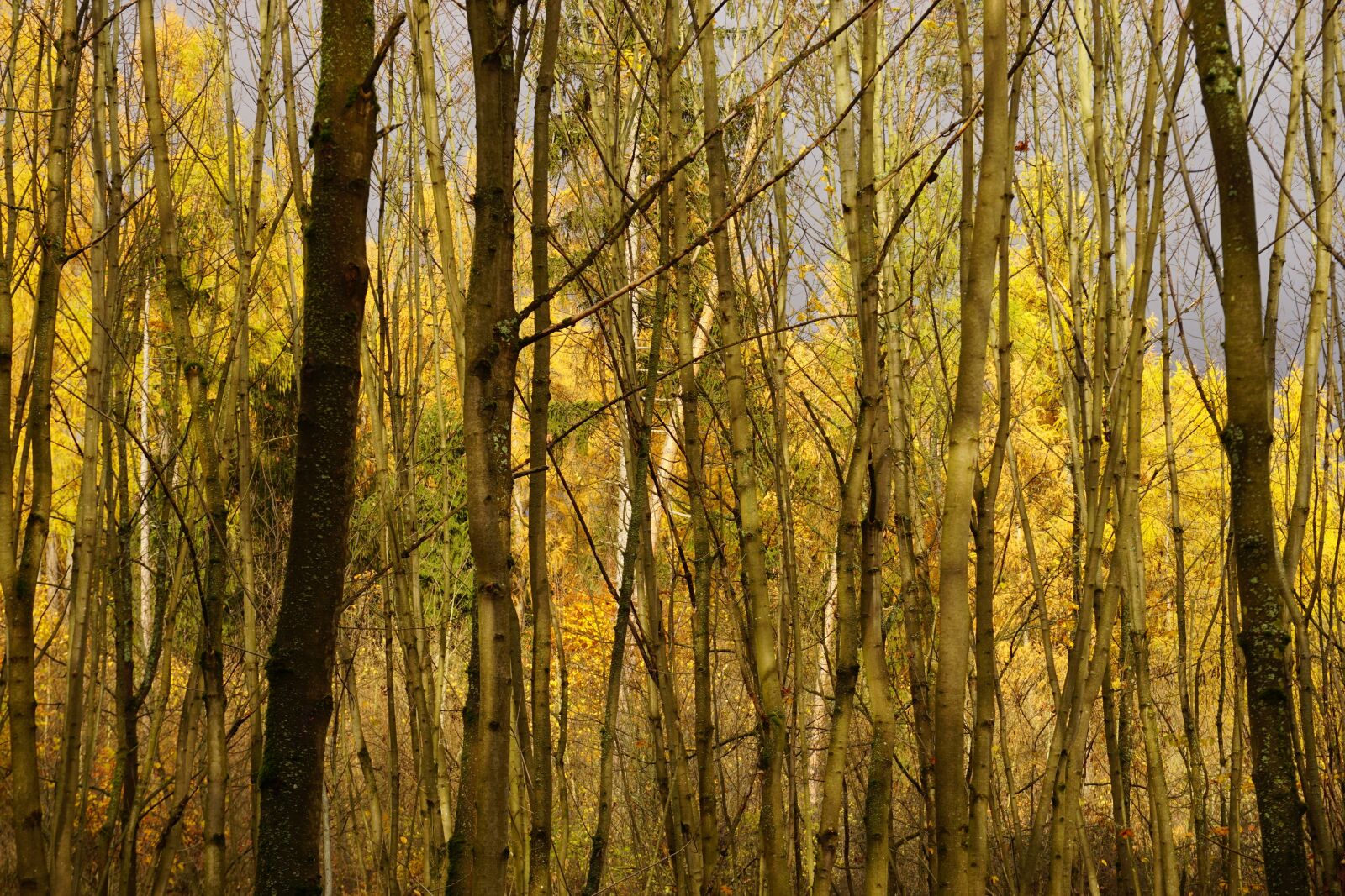 Sony a6000 sample photo. Trees, autumn, forest photography
