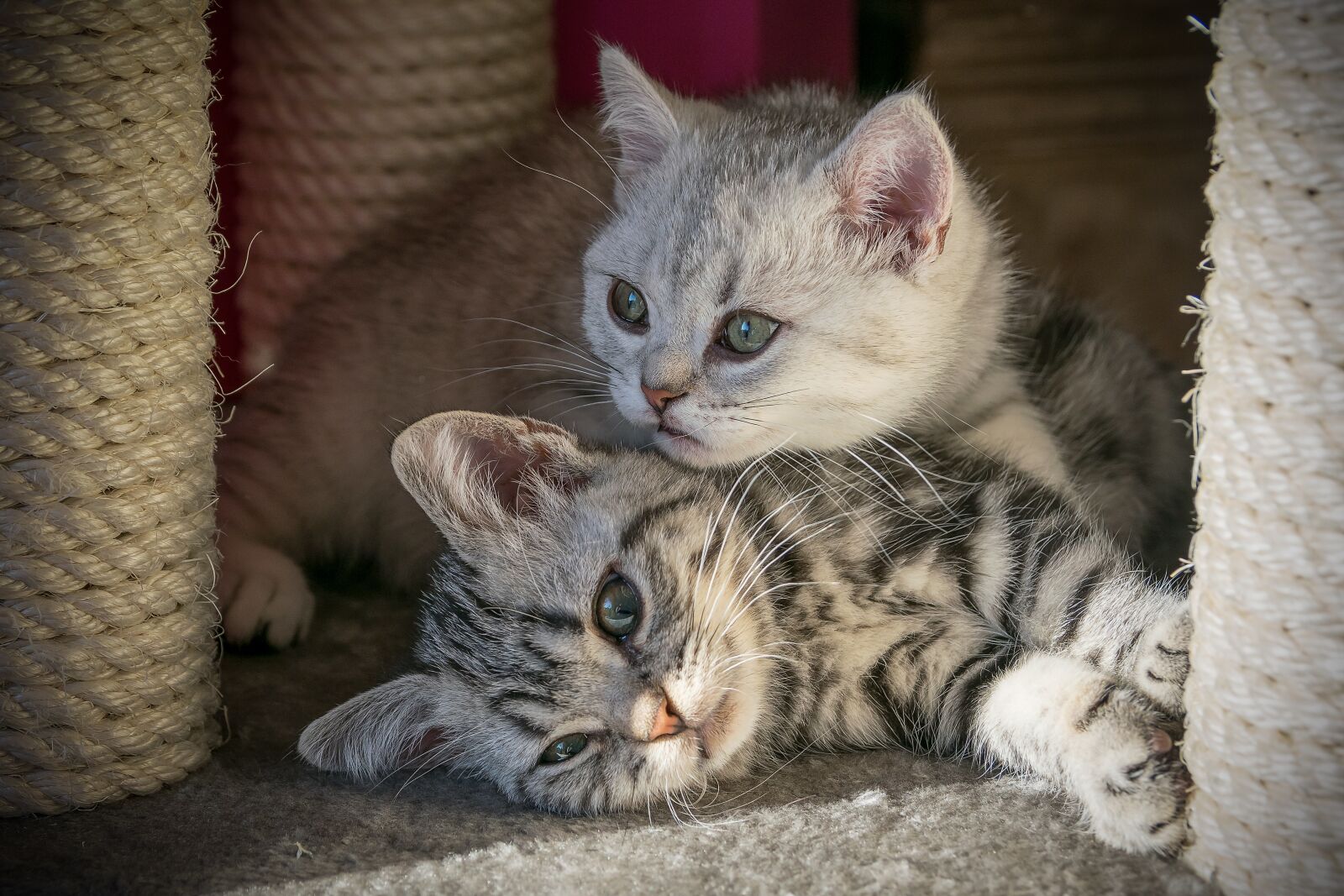 Nikon D5300 sample photo. Kitten, cat, cat baby photography