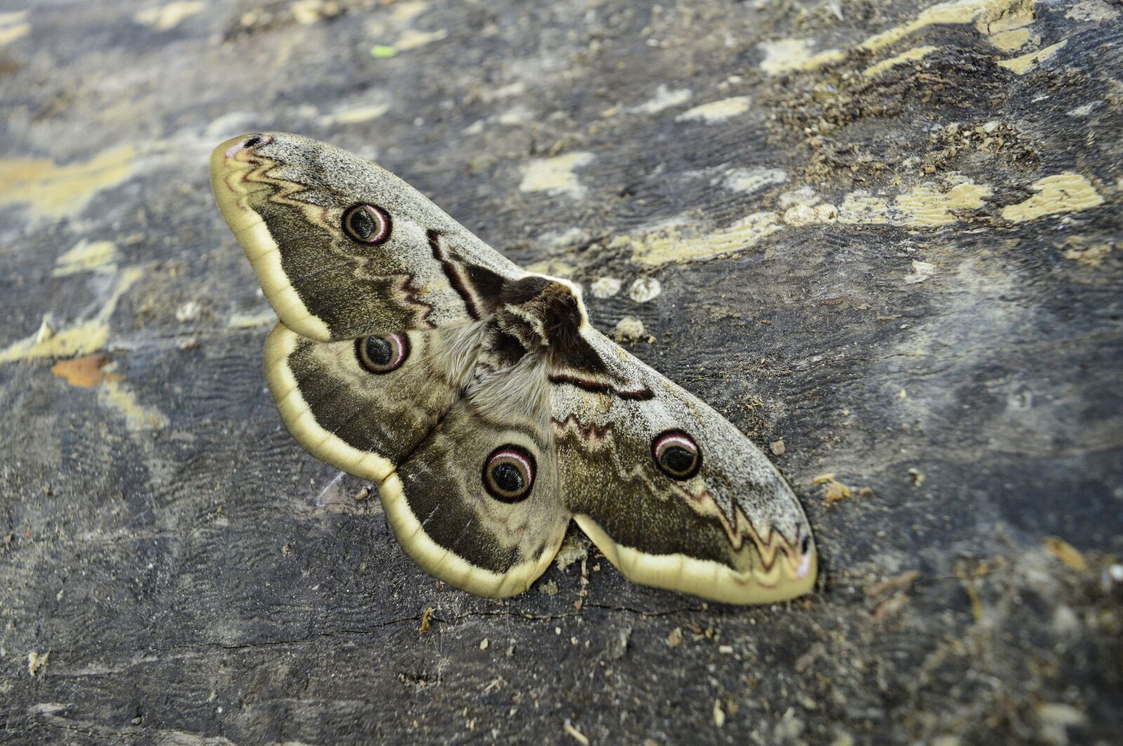 Nikon D3200 sample photo. Insect, butterfly, moth photography