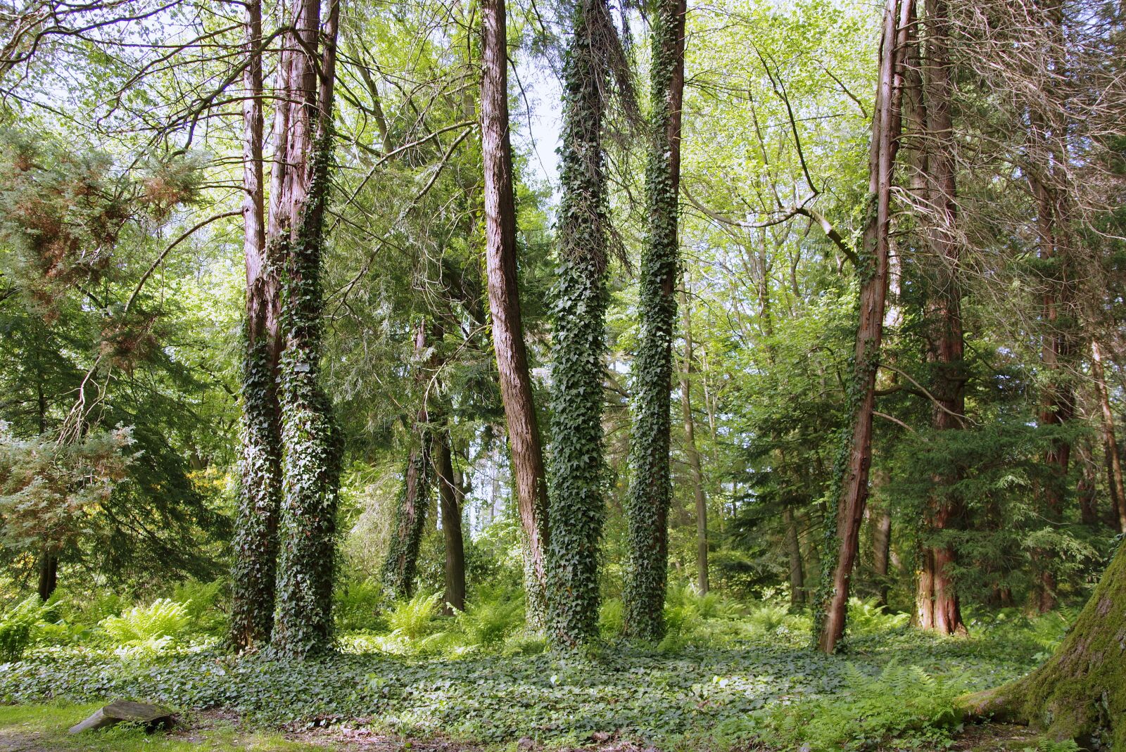 Pentax K-S2 sample photo. Forest, green, lets go photography