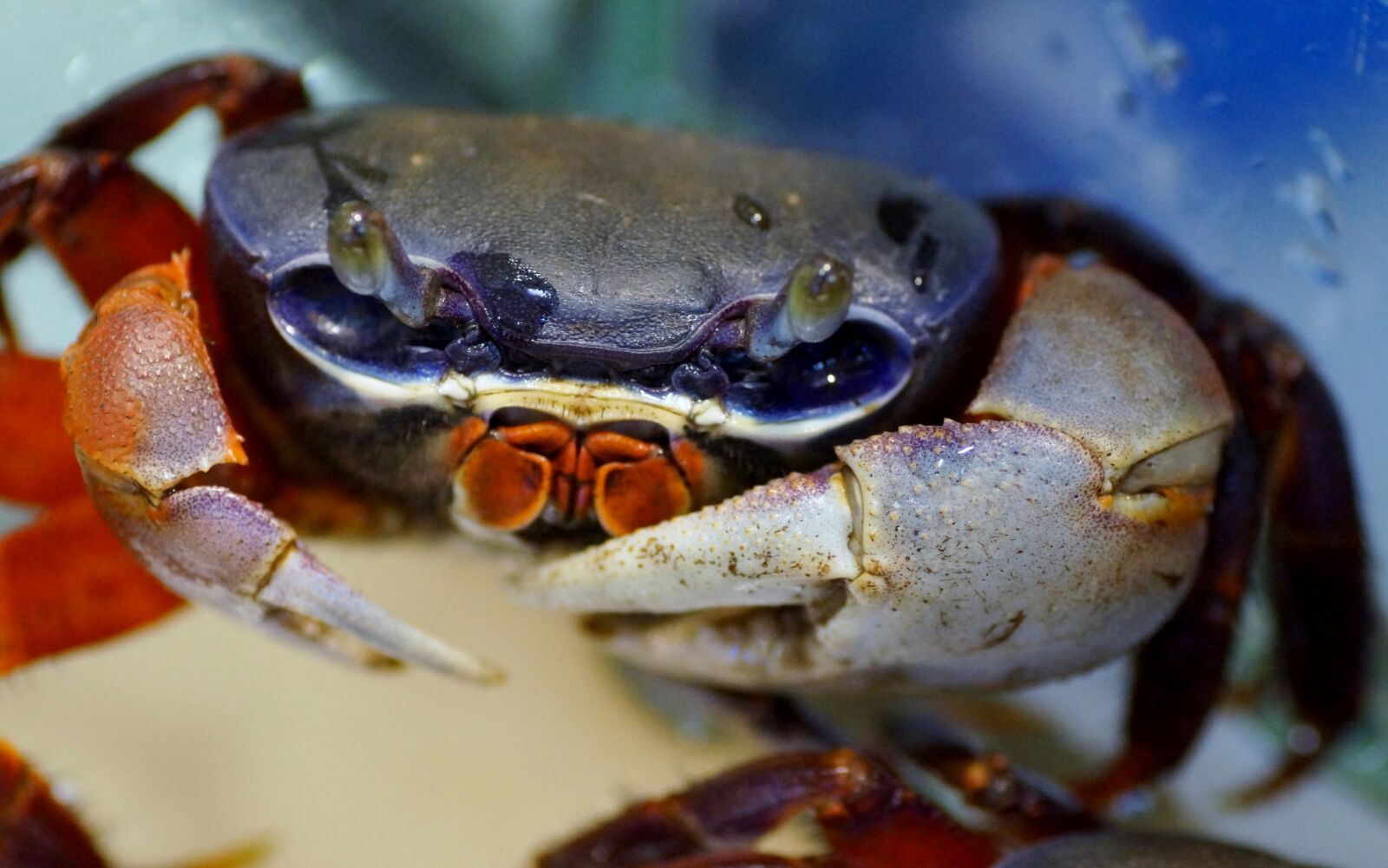 Sony SLT-A58 sample photo. Crab, african, crustacean photography