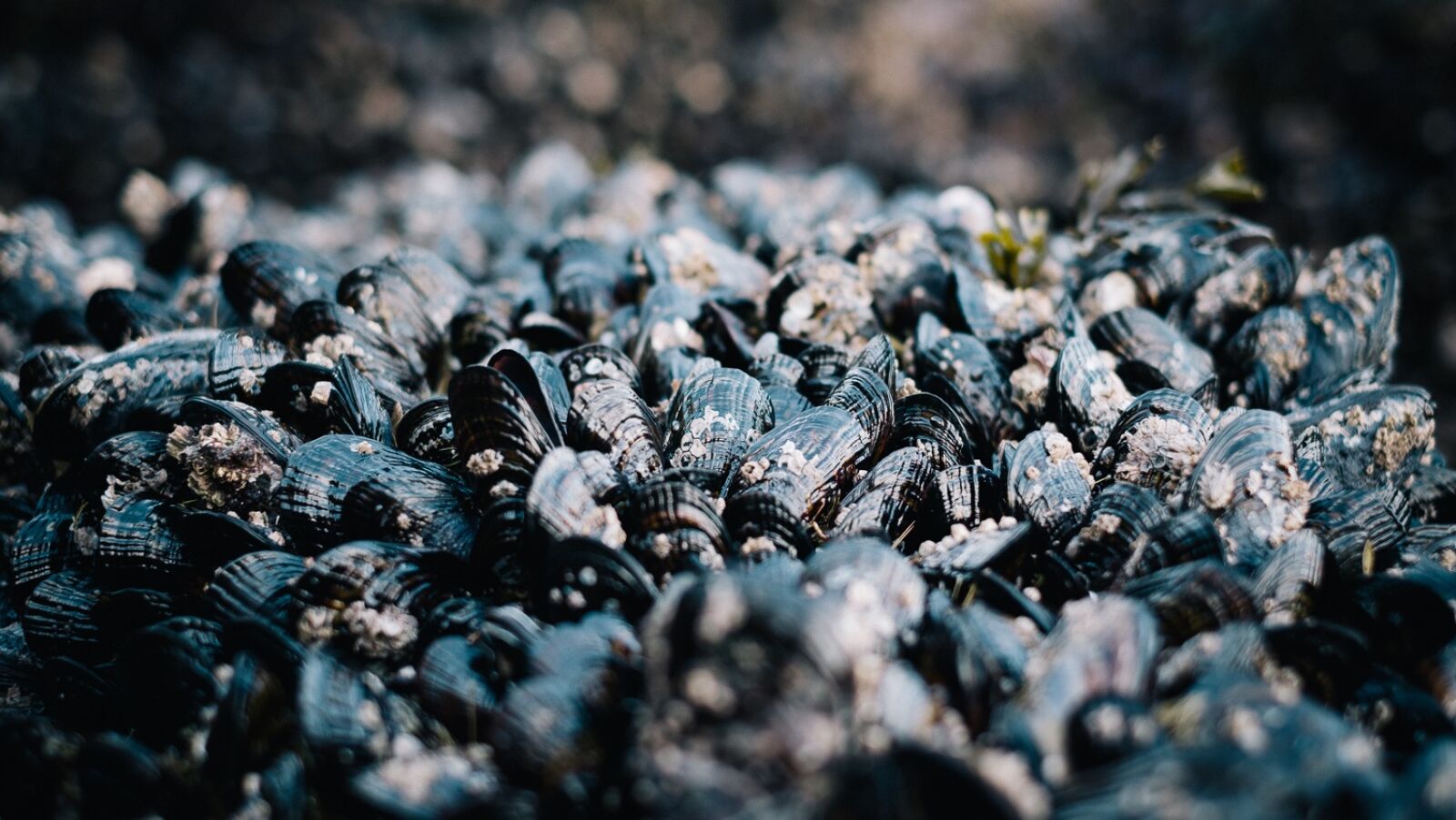 Fujifilm XF 35mm F1.4 R sample photo. Common mussels, shellfish, mussels photography